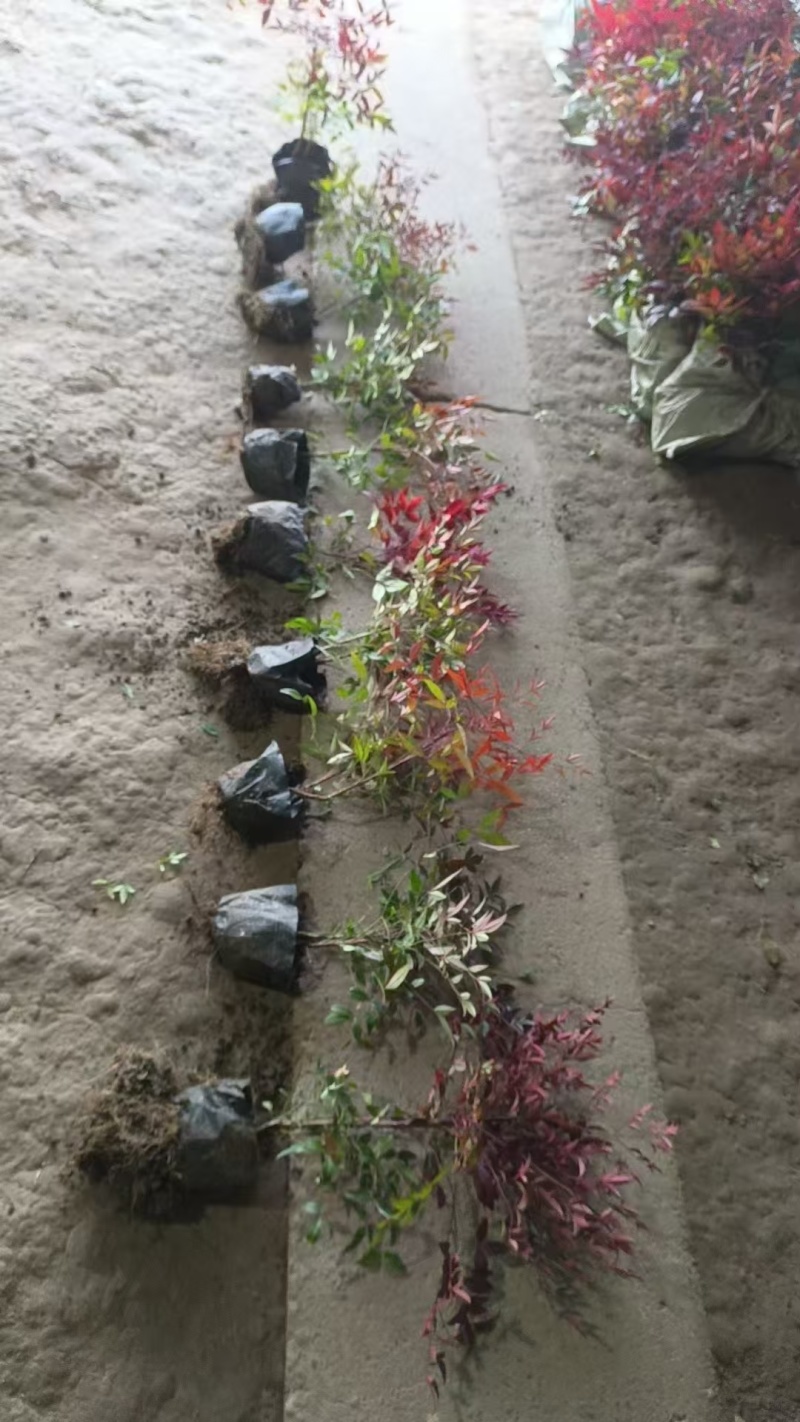 南天竹基地，杯苗地苗，色泽鲜艳，植株健壮，各种规格齐全