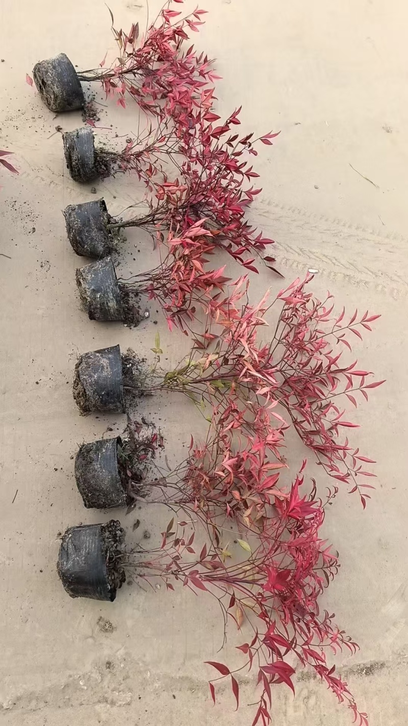 南天竹基地，杯苗地苗，色泽鲜艳，植株健壮，各种规格齐全