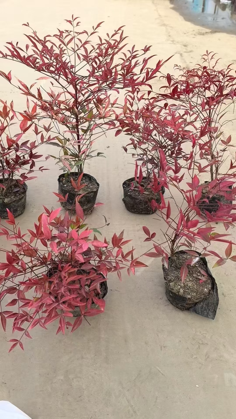 南天竹基地，杯苗地苗，色泽鲜艳，植株健壮，各种规格齐全