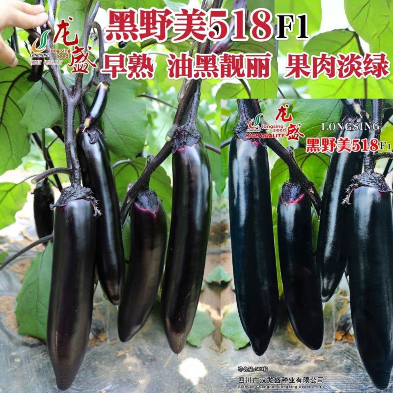 黑野美518油黑长条茄子种子果肉淡绿早熟顺直黑长茄种子春