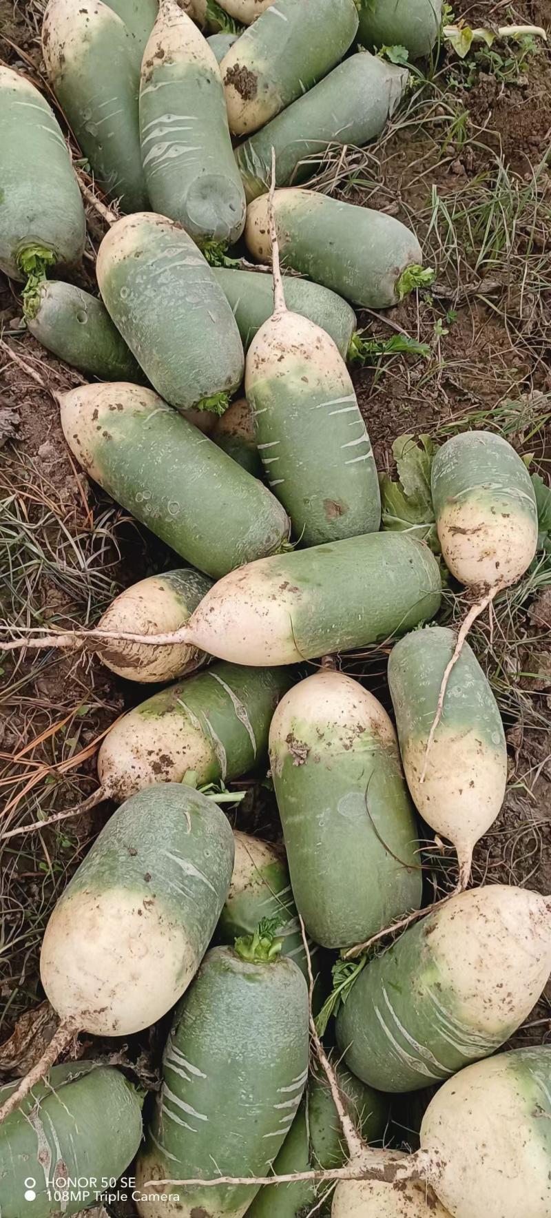 青萝卜