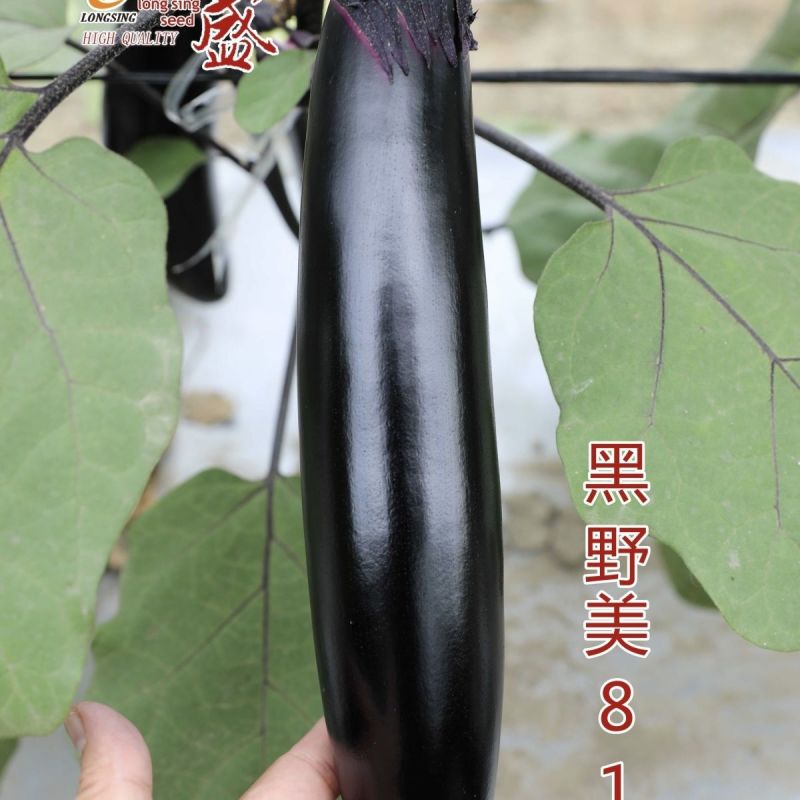 黑野美818油黑长茄子种子早熟春秋棒茄种子果肉淡绿棒型顺
