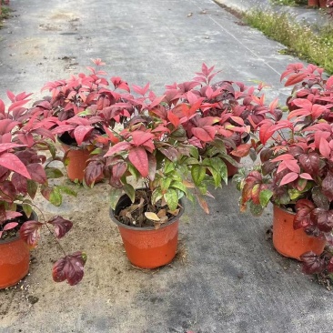 火焰南天基地，杯苗地苗，色泽鲜艳，植株健壮，各种规格齐全