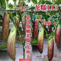 龙糯113花茄子种子中熟竹丝长茄茄子种籽软糯面包茄种子春