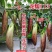 龙糯113花茄子种子中熟竹丝长茄茄子种籽软糯面包茄种子春