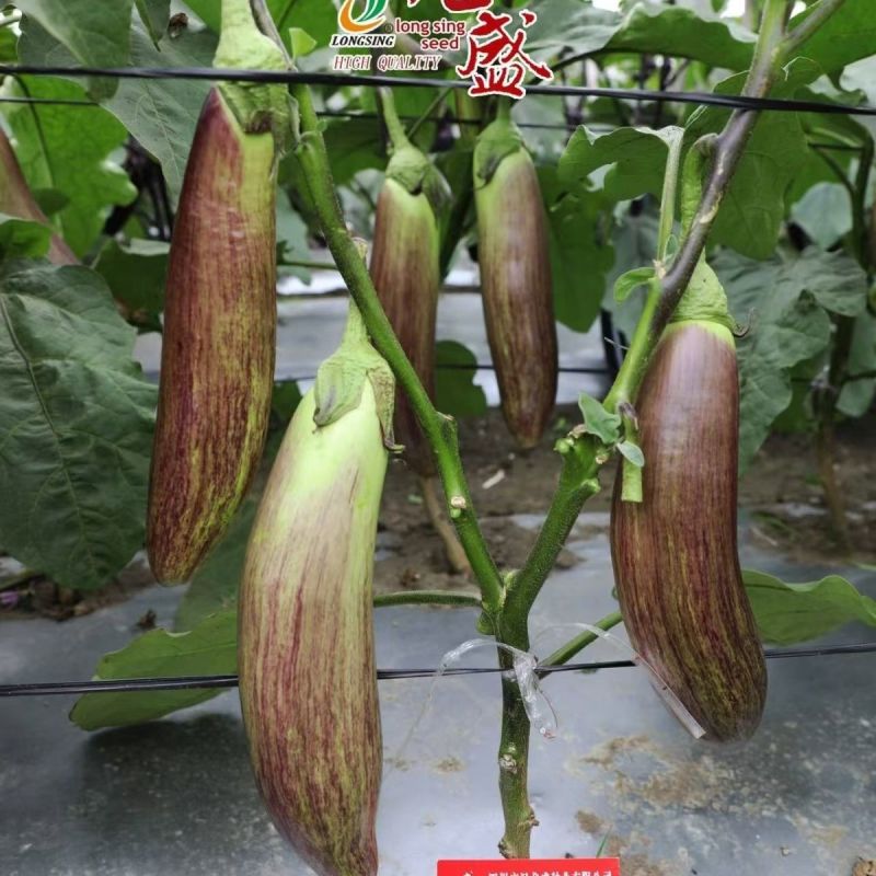 龙糯113花茄子种子中熟竹丝长茄茄子种籽软糯面包茄种子春