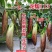 龙糯113花茄子种子中熟竹丝长茄茄子种籽软糯面包茄种子春