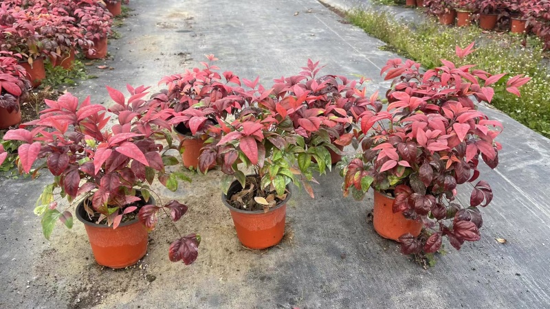 火焰南天基地，杯苗地苗，色泽鲜艳，植株健壮，各种规格齐全