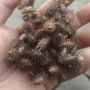 纯手工精选苍耳子