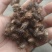纯手工精选苍耳子