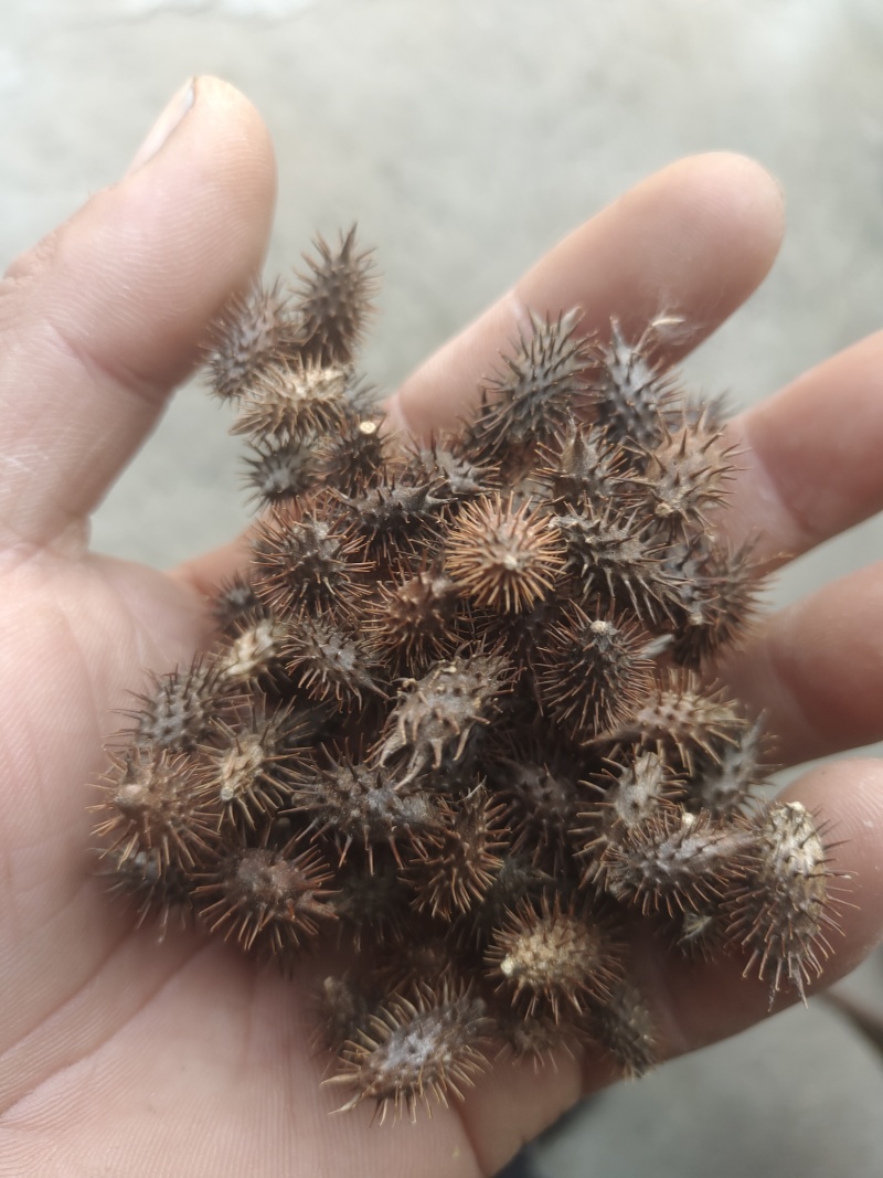 纯手工精选苍耳子