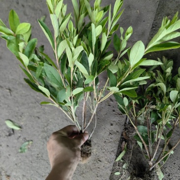 毛娟基地，杯苗地苗，色泽鲜艳，植株健壮，各种规格齐全