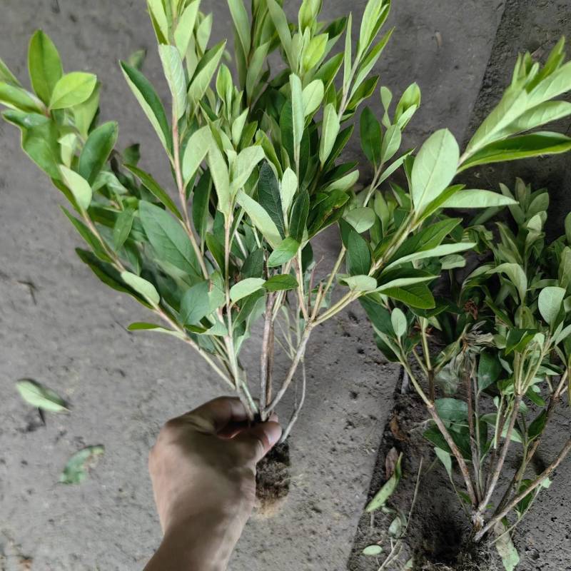 毛娟基地，杯苗地苗，色泽鲜艳，植株健壮，各种规格齐全