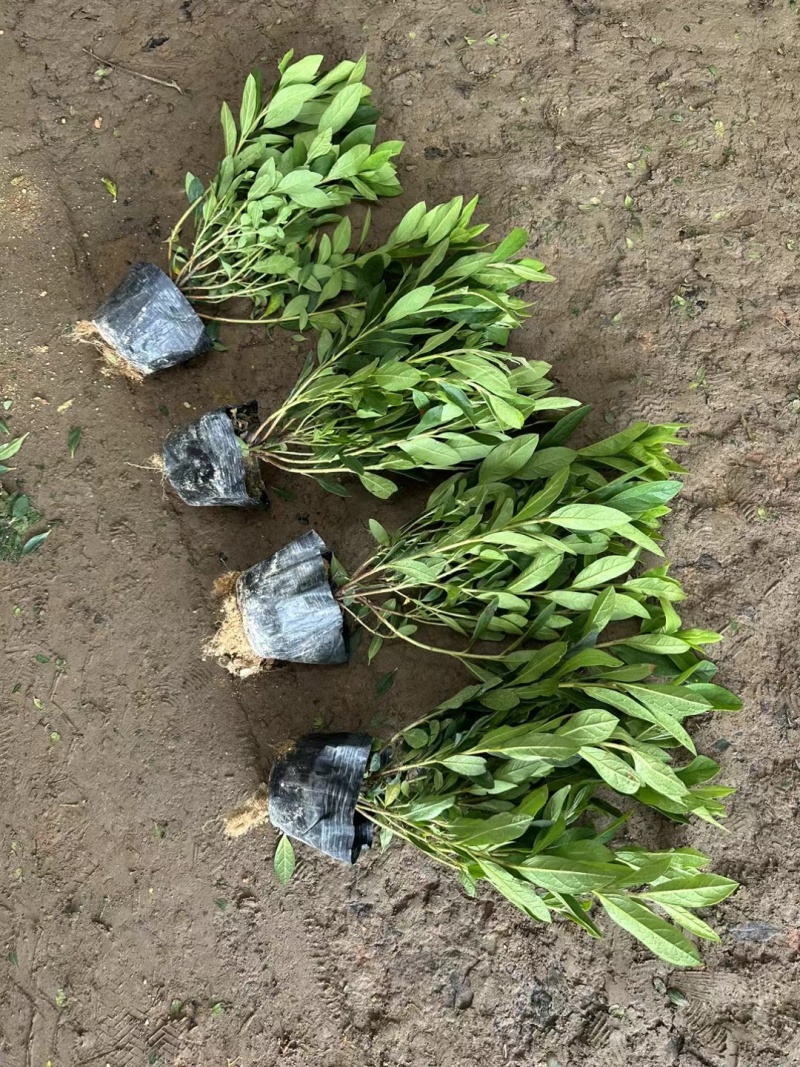 毛娟基地，杯苗地苗，色泽鲜艳，植株健壮，各种规格齐全