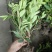 毛娟基地，杯苗地苗，色泽鲜艳，植株健壮，各种规格齐全