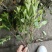 毛娟基地，杯苗地苗，色泽鲜艳，植株健壮，各种规格齐全