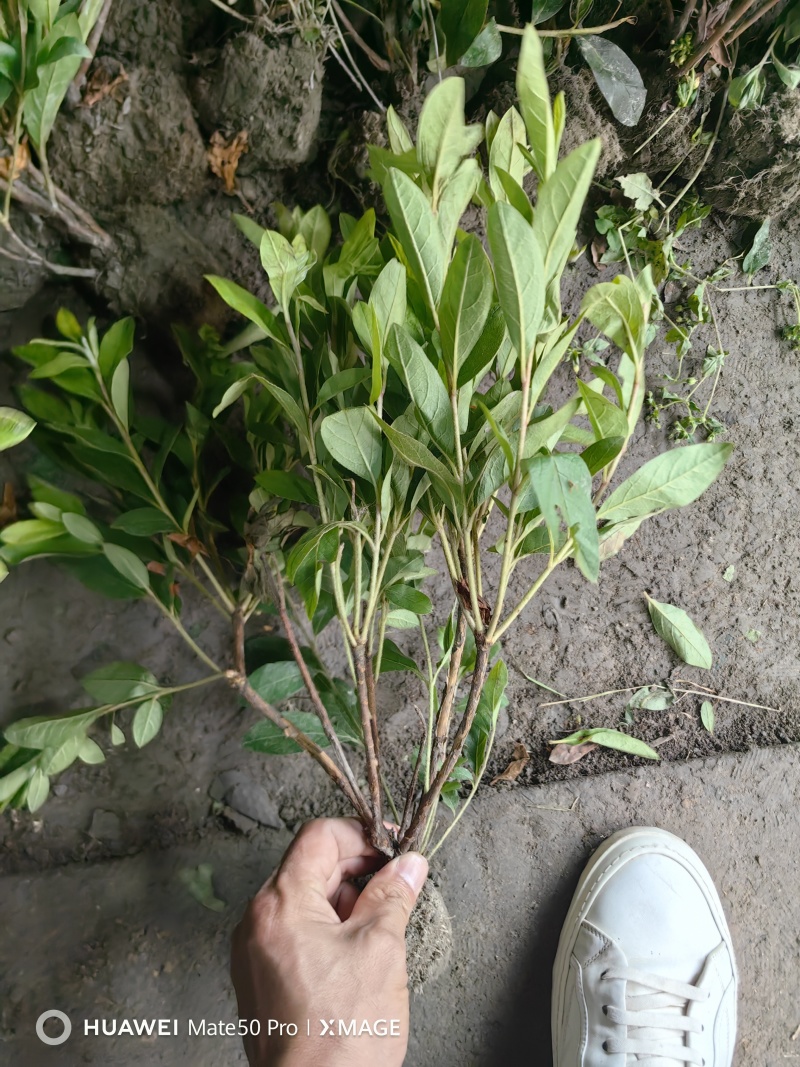 毛娟基地，杯苗地苗，色泽鲜艳，植株健壮，各种规格齐全