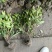 毛娟基地，杯苗地苗，色泽鲜艳，植株健壮，各种规格齐全