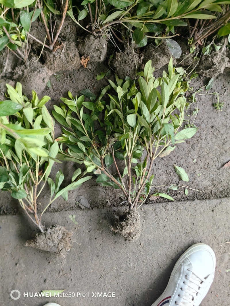 毛娟基地，杯苗地苗，色泽鲜艳，植株健壮，各种规格齐全