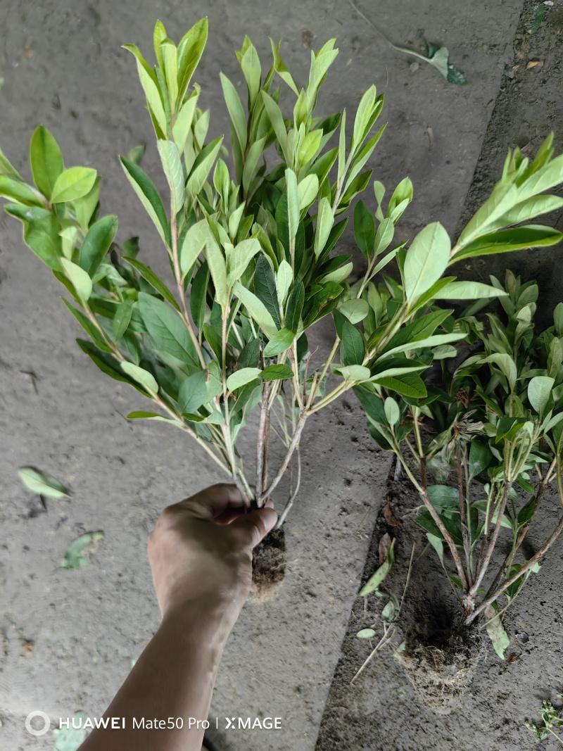 毛娟基地，杯苗地苗，色泽鲜艳，植株健壮，各种规格齐全