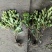 毛娟基地，杯苗地苗，色泽鲜艳，植株健壮，各种规格齐全
