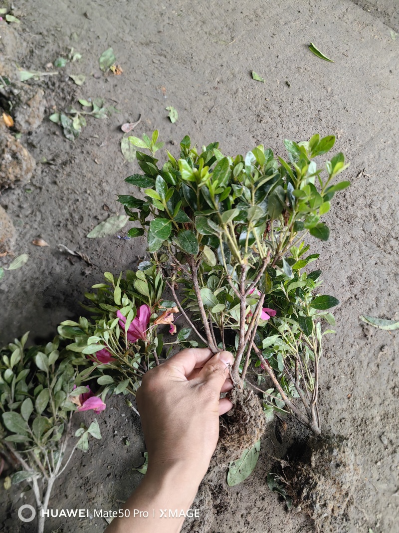 毛娟基地，杯苗地苗，色泽鲜艳，植株健壮，各种规格齐全