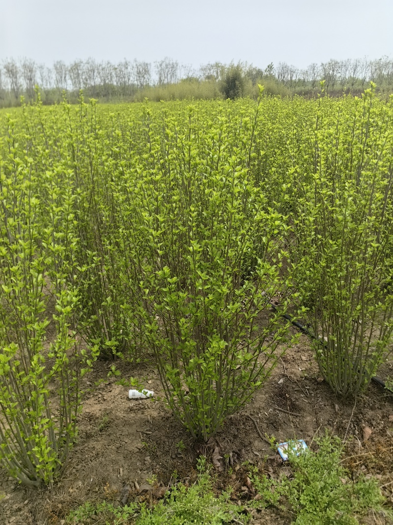 木槿基地，杯苗地苗，色泽鲜艳，植株健壮，各种规格齐全