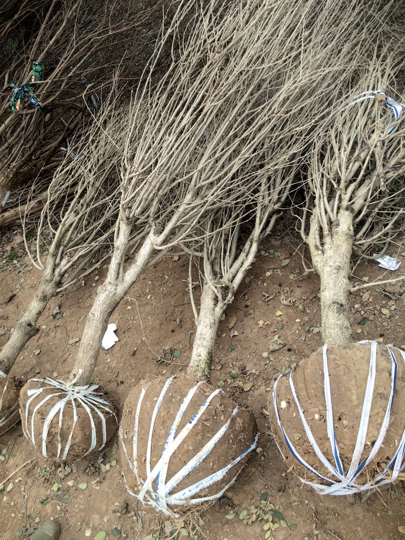 木槿基地，杯苗地苗，色泽鲜艳，植株健壮，各种规格齐全