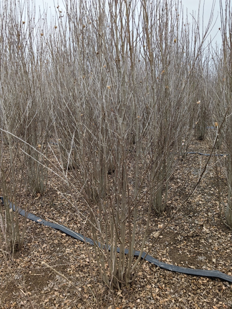 木槿基地，杯苗地苗，色泽鲜艳，植株健壮，各种规格齐全