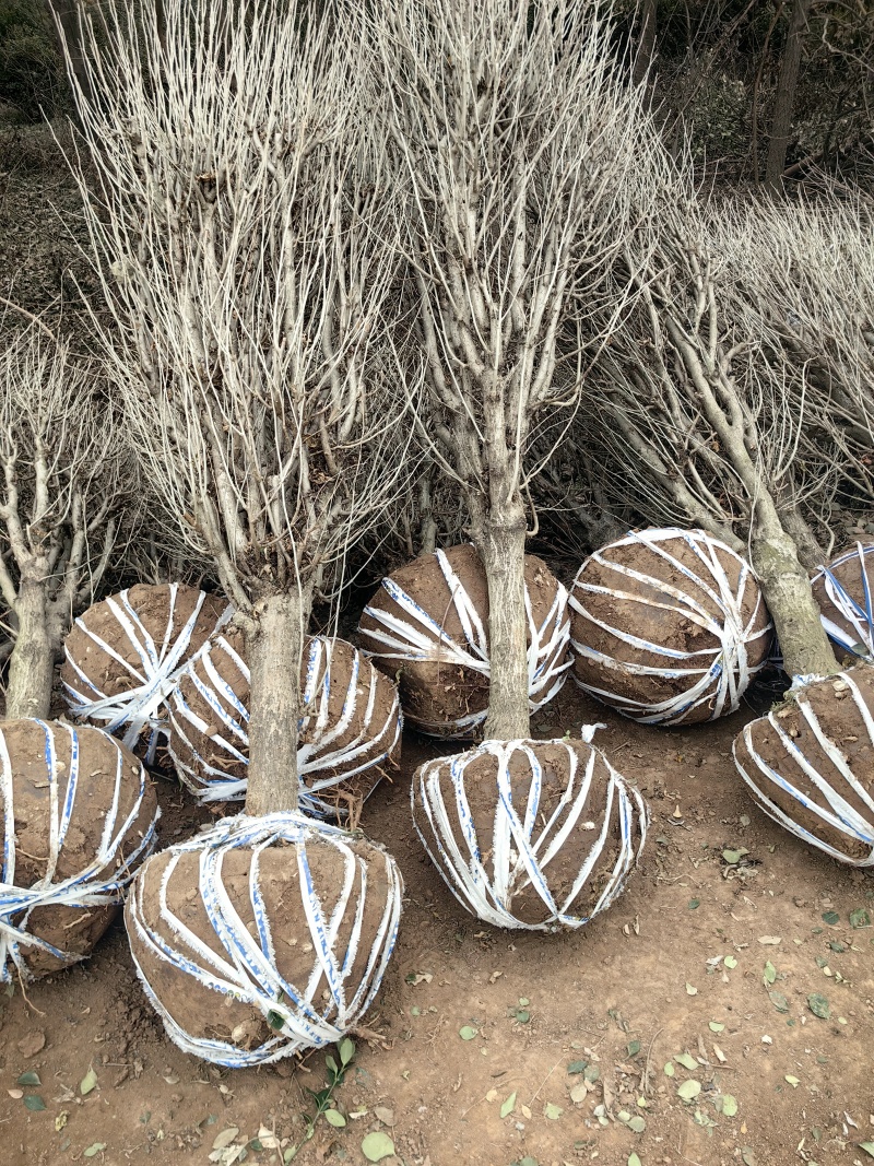 木槿基地，杯苗地苗，色泽鲜艳，植株健壮，各种规格齐全