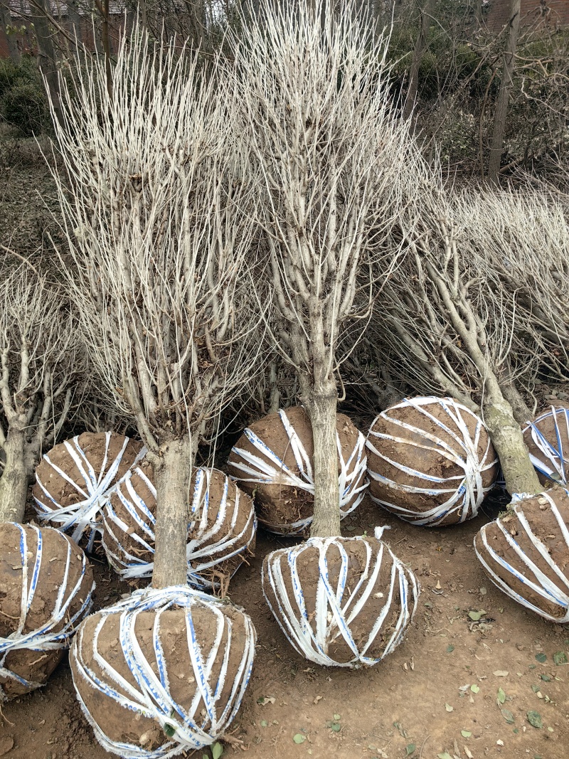 木槿基地，杯苗地苗，色泽鲜艳，植株健壮，各种规格齐全