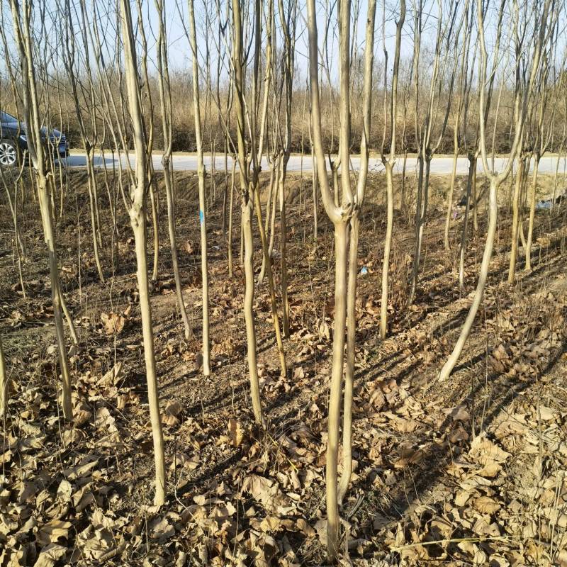 紫薇基地，杯苗地苗，色泽鲜艳，植株健壮，各种规格齐全