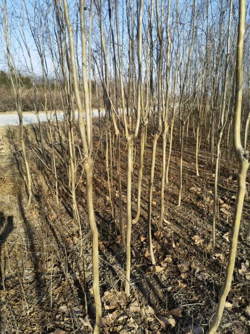 紫薇基地，杯苗地苗，色泽鲜艳，植株健壮，各种规格齐全