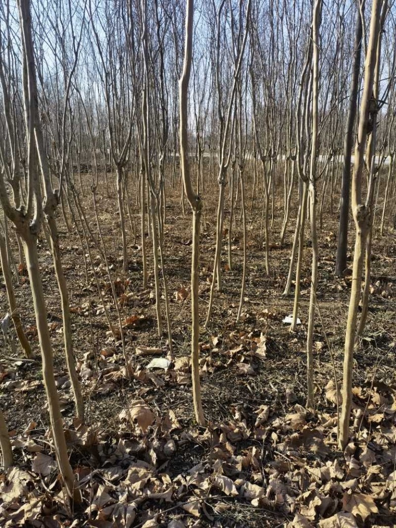 紫薇基地，杯苗地苗，色泽鲜艳，植株健壮，各种规格齐全