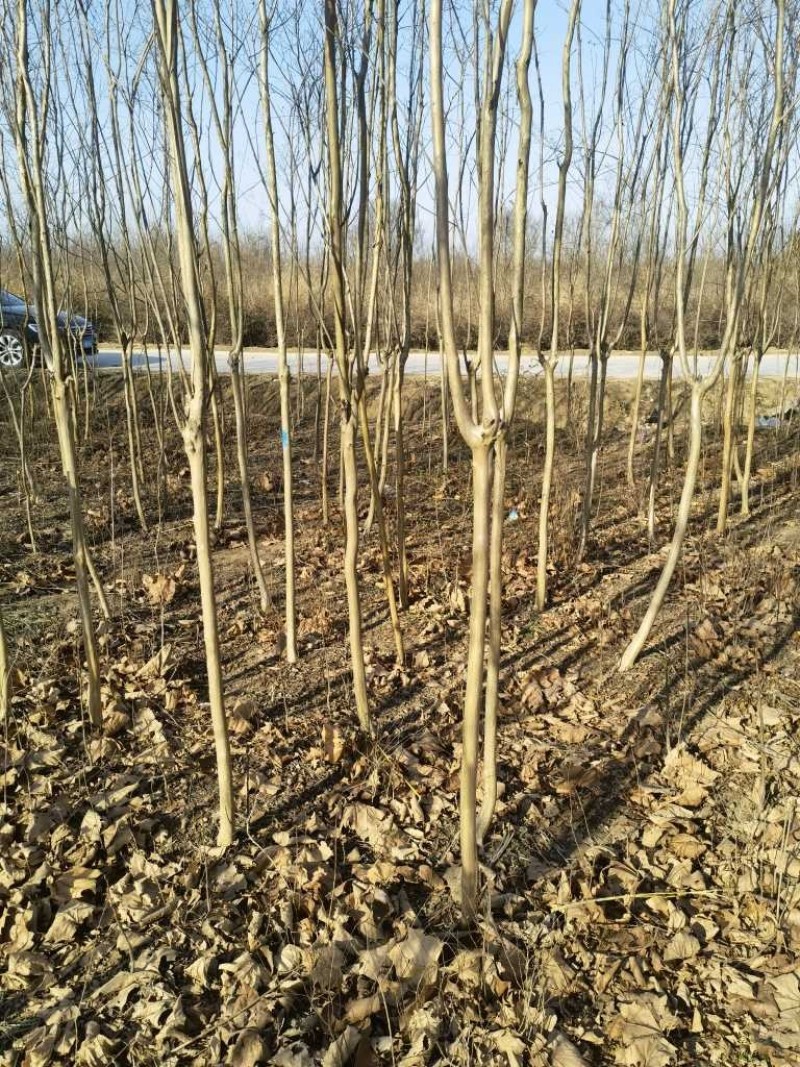 紫薇基地，杯苗地苗，色泽鲜艳，植株健壮，各种规格齐全
