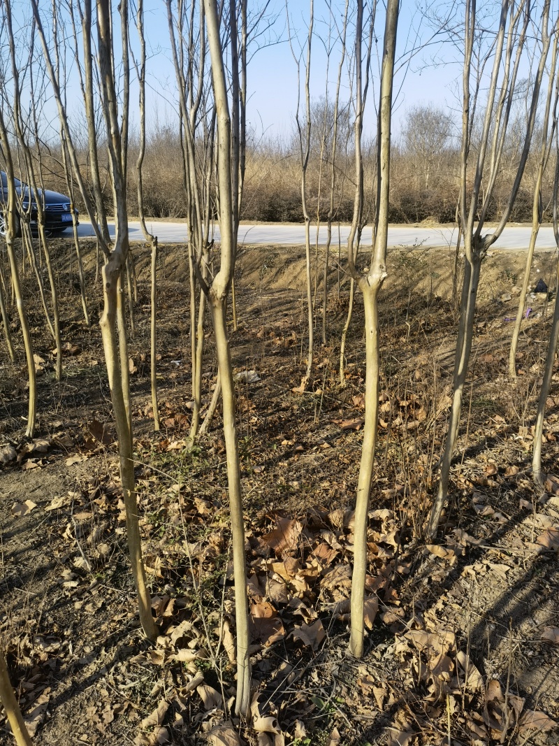 紫薇基地，杯苗地苗，色泽鲜艳，植株健壮，各种规格齐全