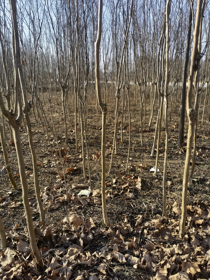 紫薇基地，杯苗地苗，色泽鲜艳，植株健壮，各种规格齐全