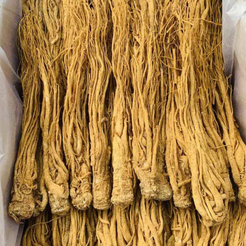 甘肃岷县水洗无硫当归大量新货可全国发货欢迎老板选购