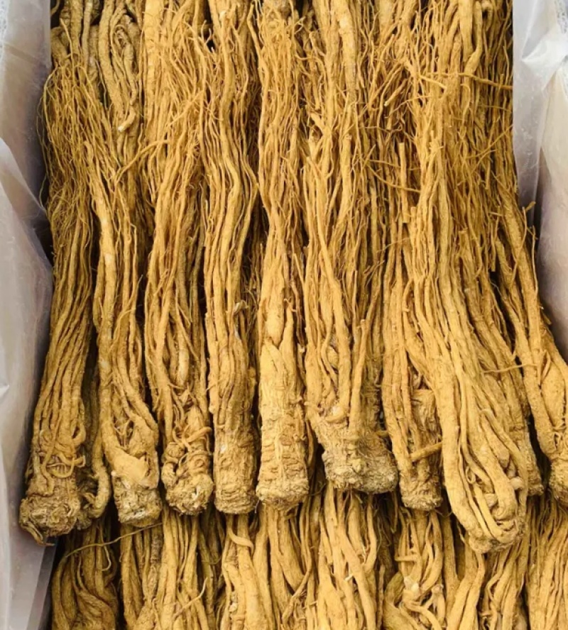甘肃岷县水洗无硫当归大量新货可全国发货欢迎老板选购