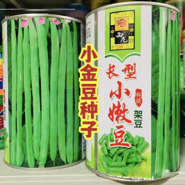 加长型小嫩豆种子无筋架豆种子四季豆特长小金豆种子高产豆角