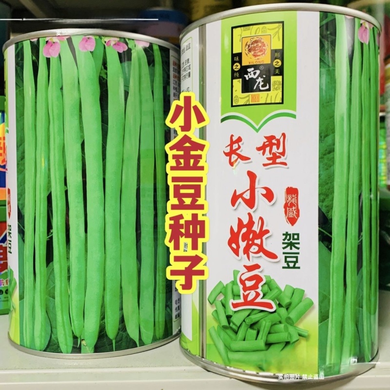 加长型小嫩豆种子无筋架豆种子四季豆特长小金豆种子高产豆角