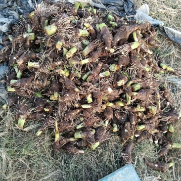 香芋种子