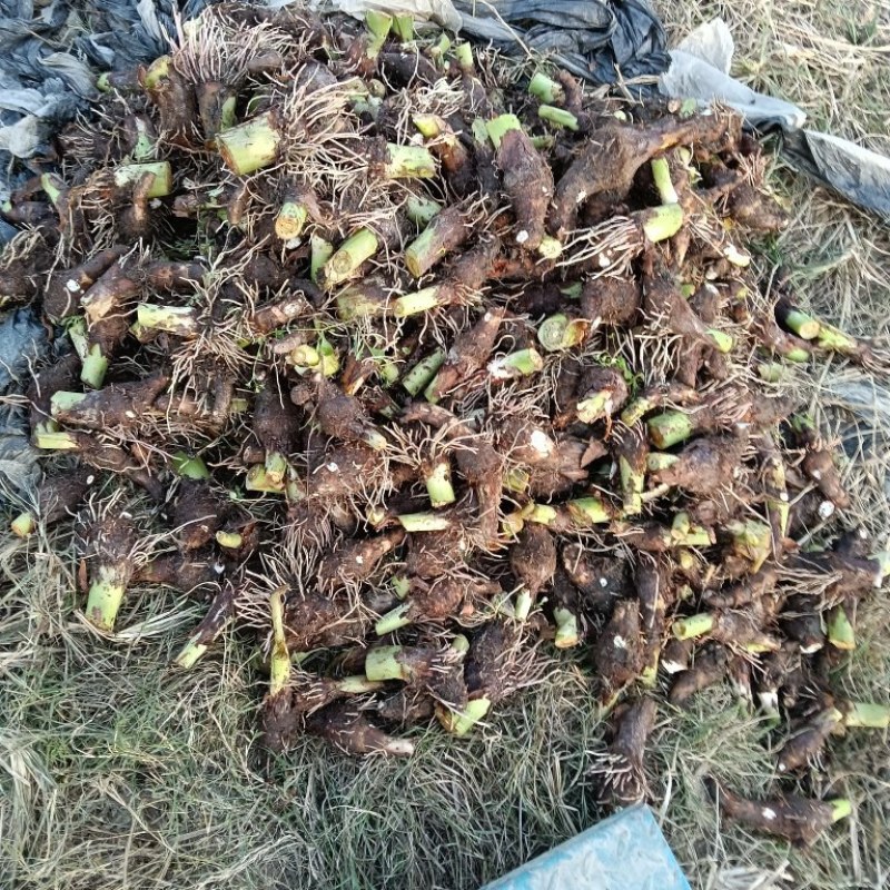 香芋种子