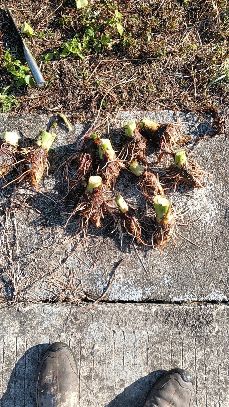 香芋种子