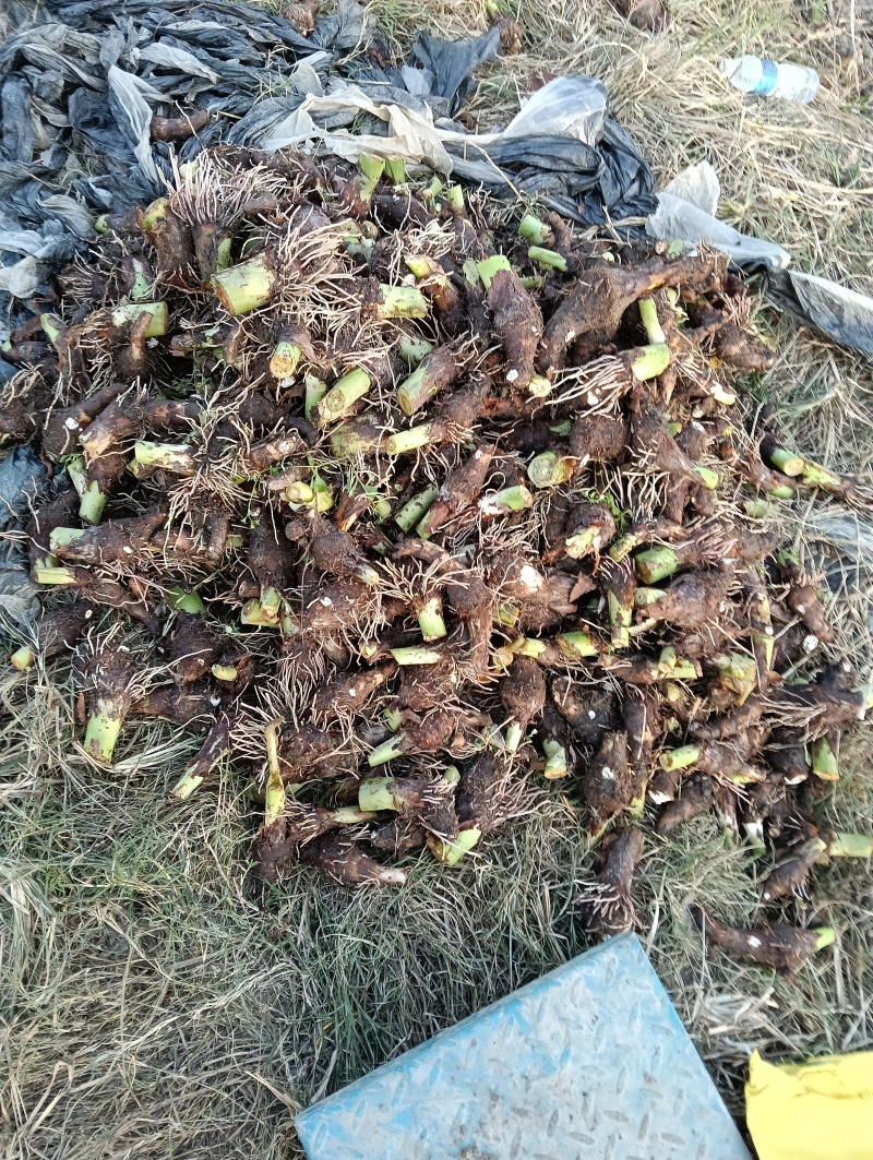 香芋种子