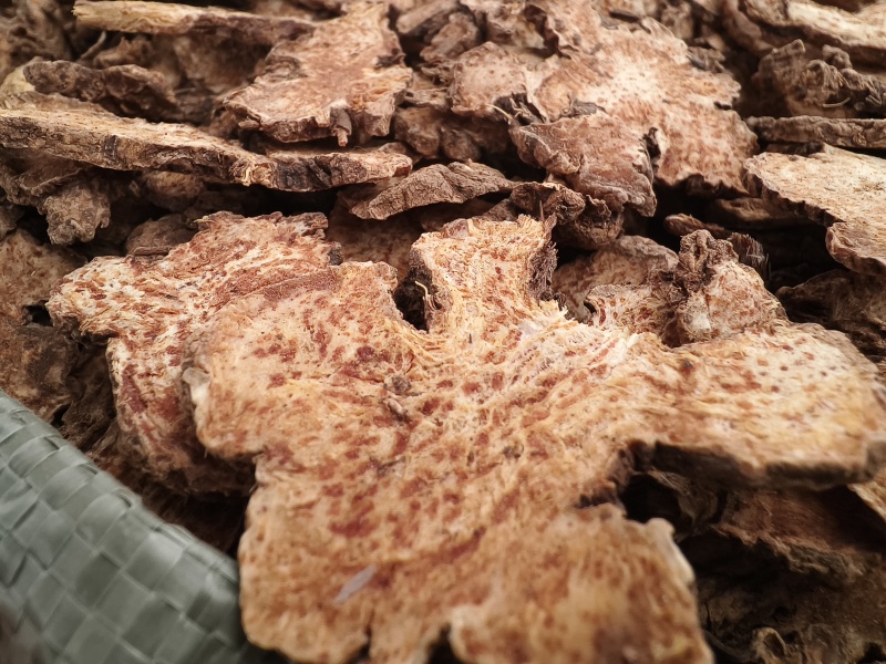苍术优质新货北苍术朱砂点明显全撞皮半撞皮苍术野生苍术