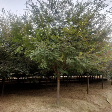 榉树基地，色泽鲜艳，植株健壮，各种规格齐全