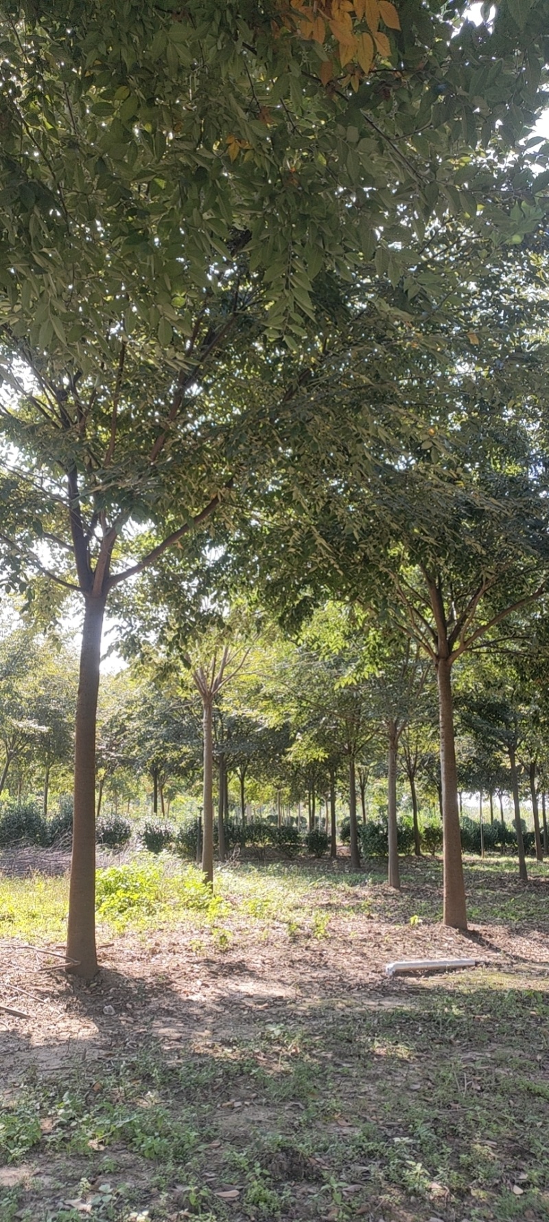 榉树基地，色泽鲜艳，植株健壮，各种规格齐全