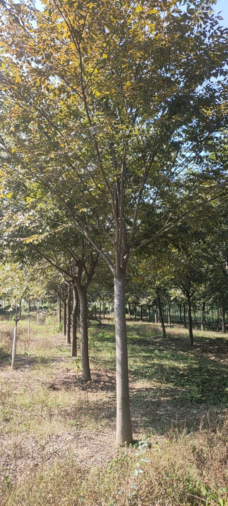 榉树基地，色泽鲜艳，植株健壮，各种规格齐全
