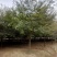 榉树基地，色泽鲜艳，植株健壮，各种规格齐全